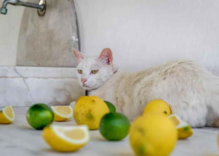 Casa De Flores 2 דירה פלאקה